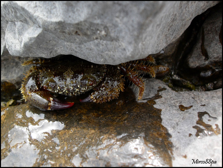 Eriphia verrucosa