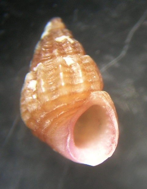 Alvania settepassii-lineata