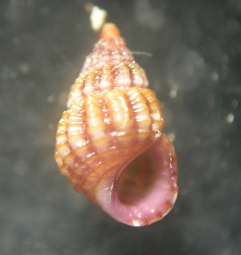 Alvania settepassii-lineata