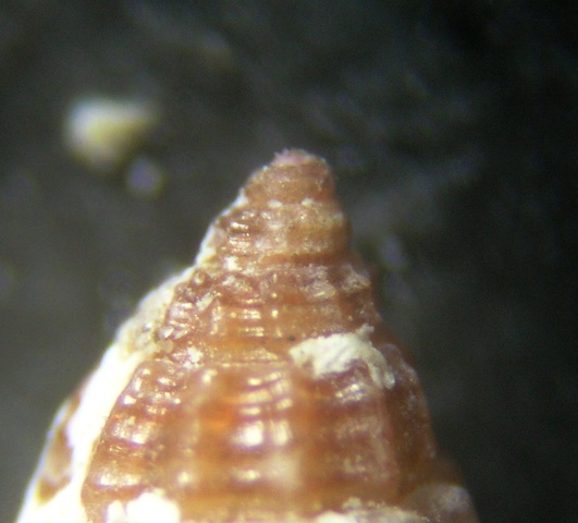 Alvania settepassii-lineata