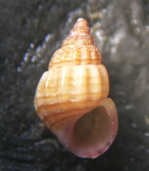 Alvania settepassii-lineata