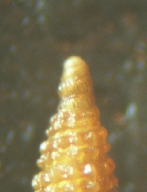 Cerithiopsis scalaris ?