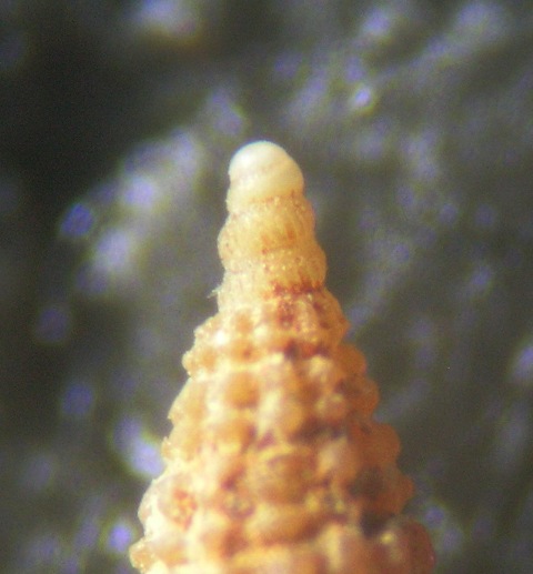 Cerithiopsis scalaris ?