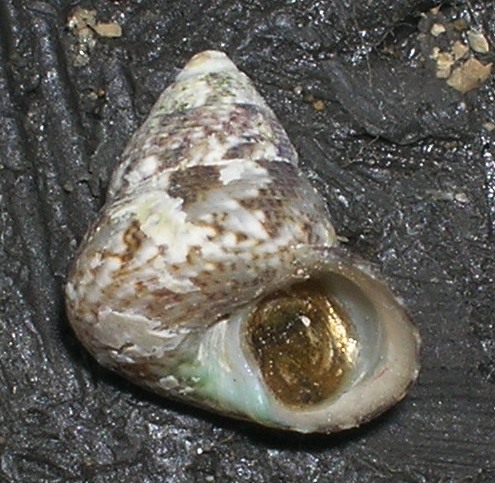 Gibbula adansonii