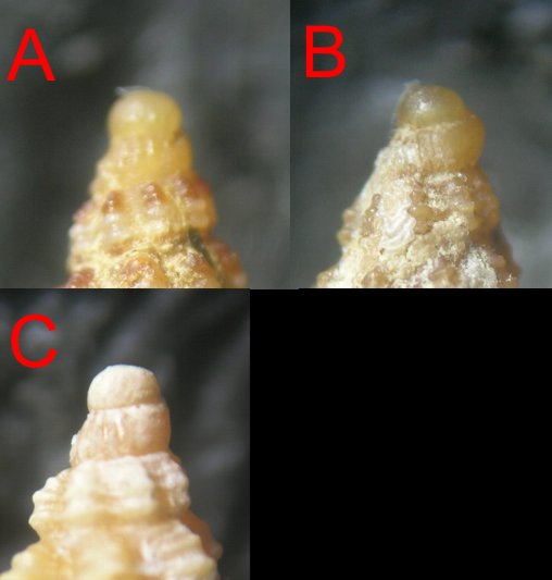 Fusinus pulchellus-parvulus