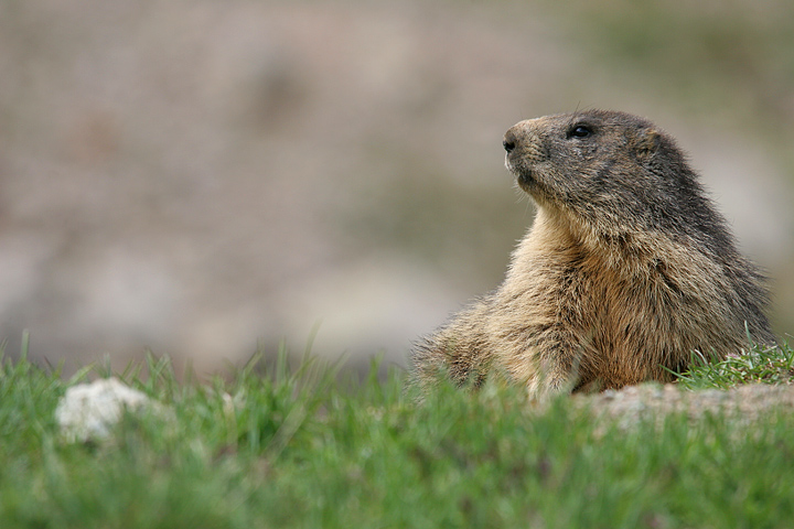 il Gran Paradiso e i suoi animali