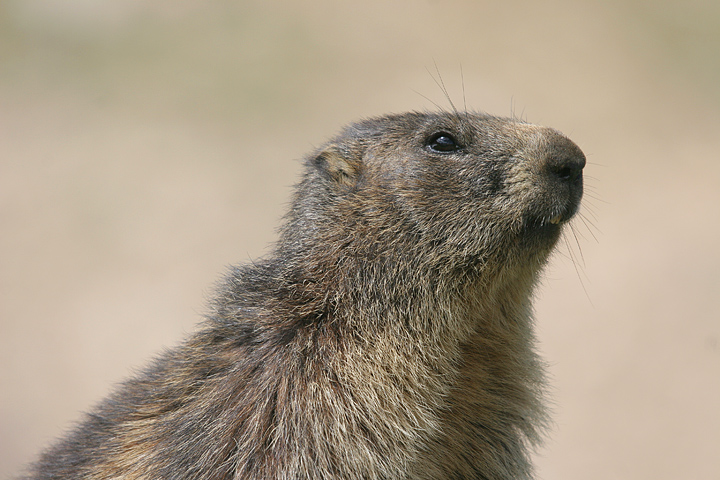 il Gran Paradiso e i suoi animali