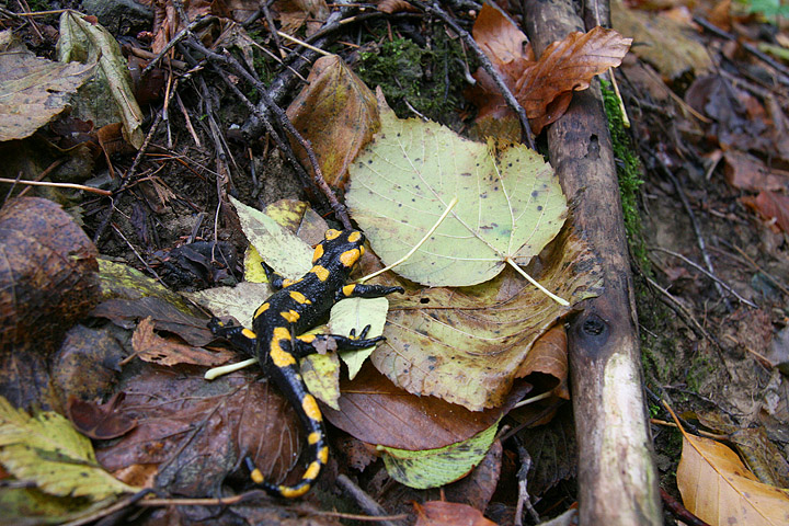 identificazione salamandra - Salamandra salamandra gigliolii