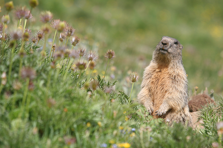 il Gran Paradiso e i suoi animali