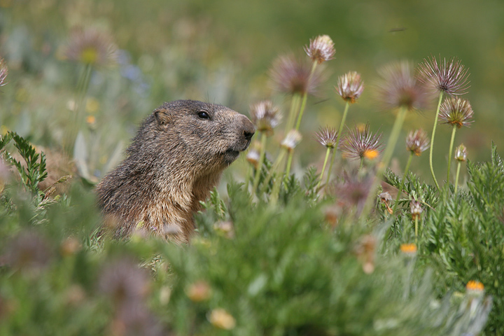 il Gran Paradiso e i suoi animali