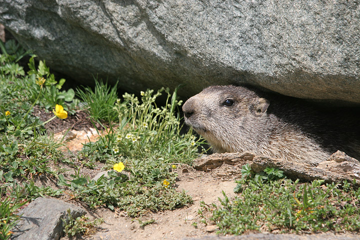 il Gran Paradiso e i suoi animali