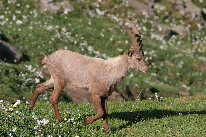 il Gran Paradiso e i suoi animali