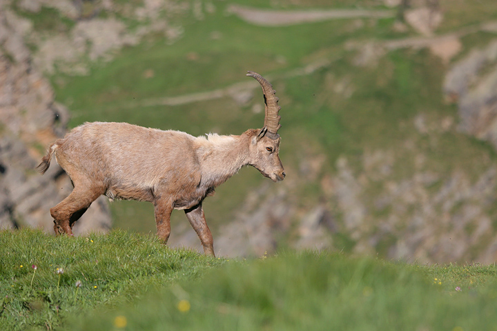 il Gran Paradiso e i suoi animali