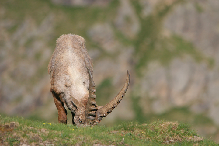 il Gran Paradiso e i suoi animali