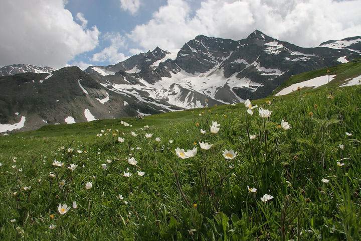 il Gran Paradiso e i suoi animali