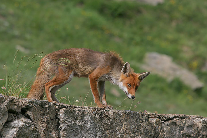 il Gran Paradiso e i suoi animali