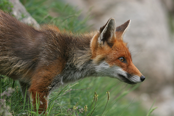 il Gran Paradiso e i suoi animali