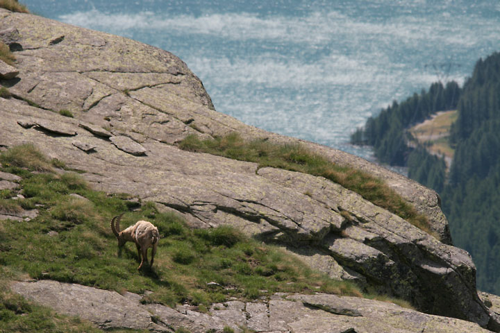 il Gran Paradiso e i suoi animali