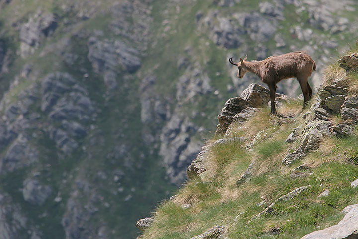 il Gran Paradiso e i suoi animali