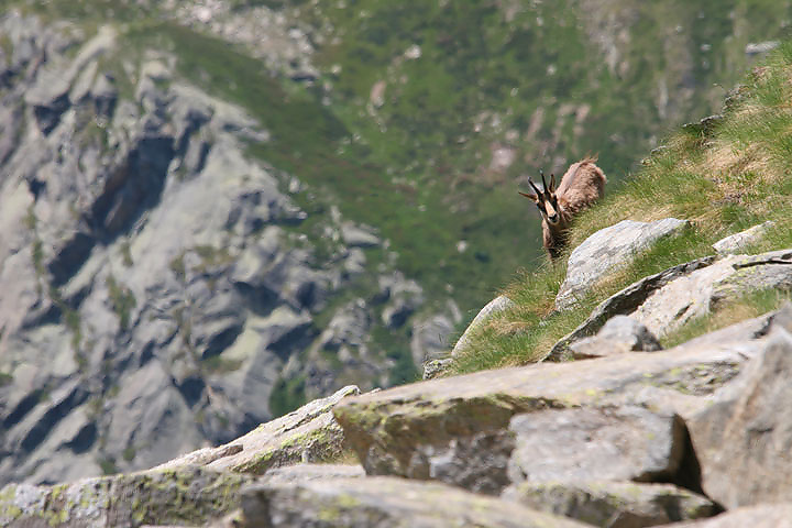 il Gran Paradiso e i suoi animali