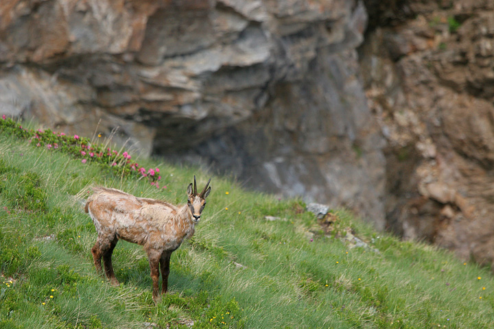 il Gran Paradiso e i suoi animali