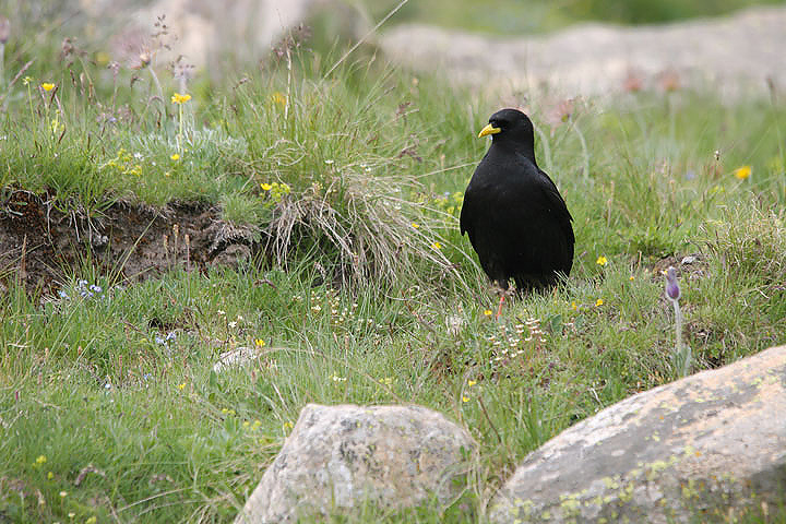 il Gran Paradiso e i suoi animali