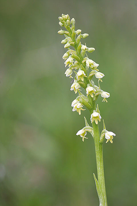 Pseudorchis albida