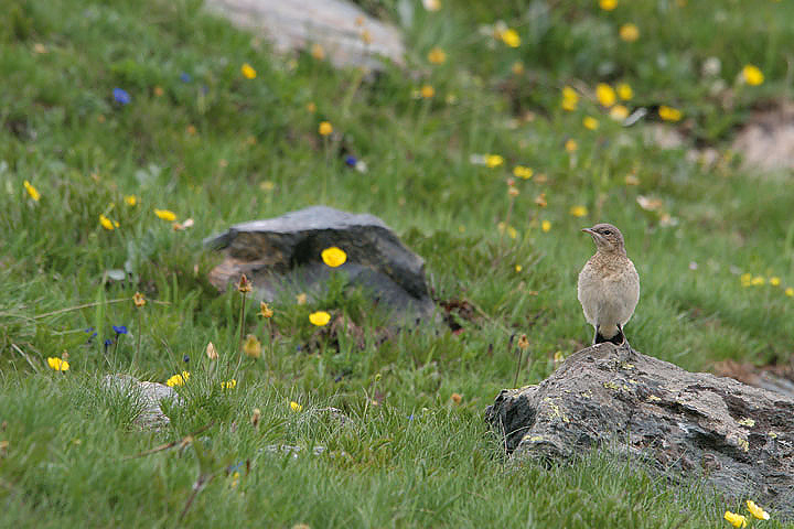 il Gran Paradiso e i suoi animali