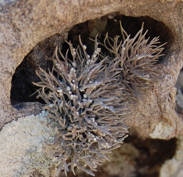 Parc Natural del Cap de Creus - Girona (Spagna)