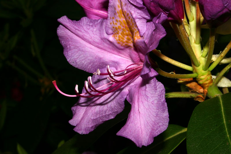 Fiori a Montesenario