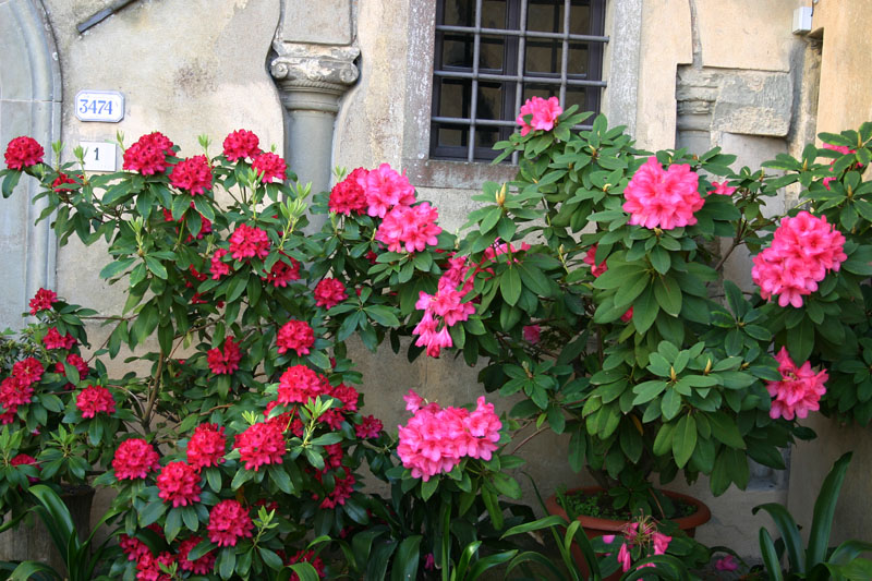 Fiore a Montesenario