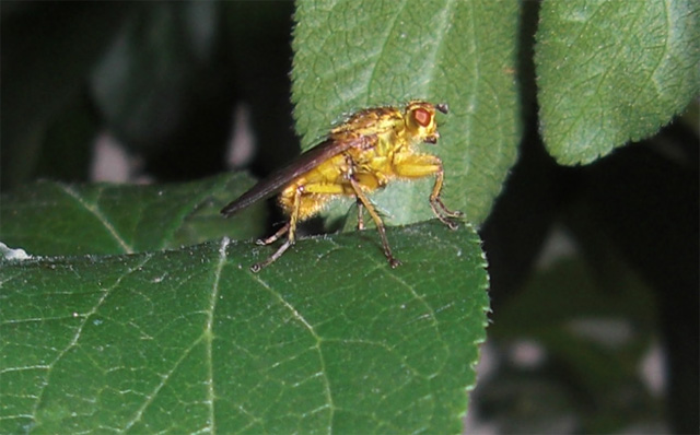 Scatophaga stercoraria