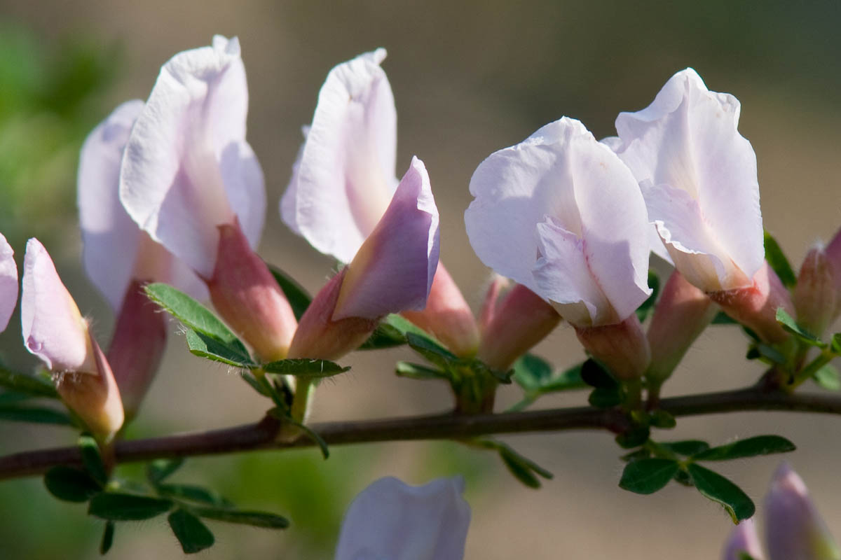 Cytisus purpureus (=Chamaecytisus purpureus)/Citiso purpureo