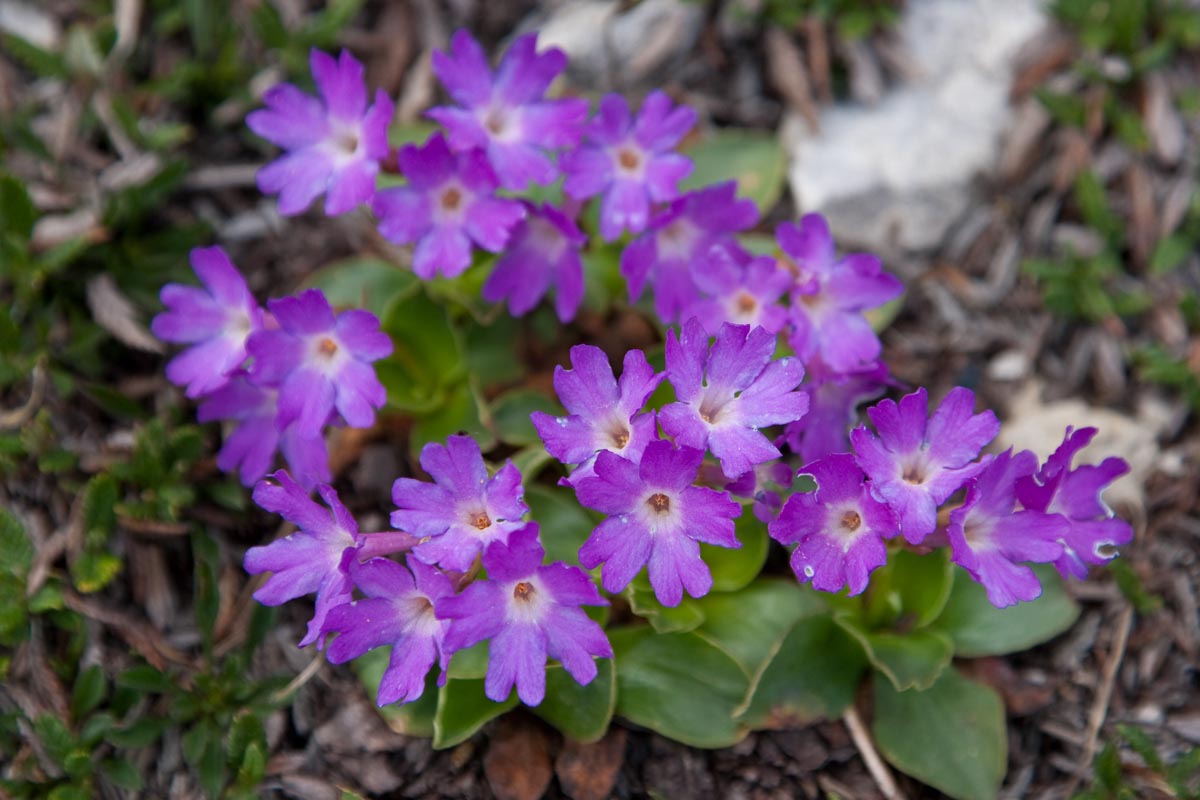 Primula polliniana (=Primula spectabilis) / Primula meravigliosa