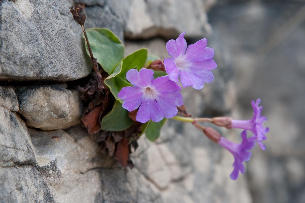 Primula polliniana (=Primula spectabilis) / Primula meravigliosa