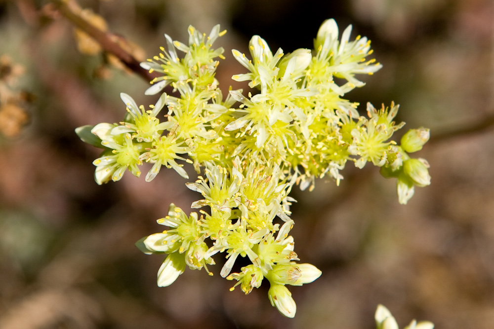 Petrosedum (=Sedum) sediforme / borracina di Nizza