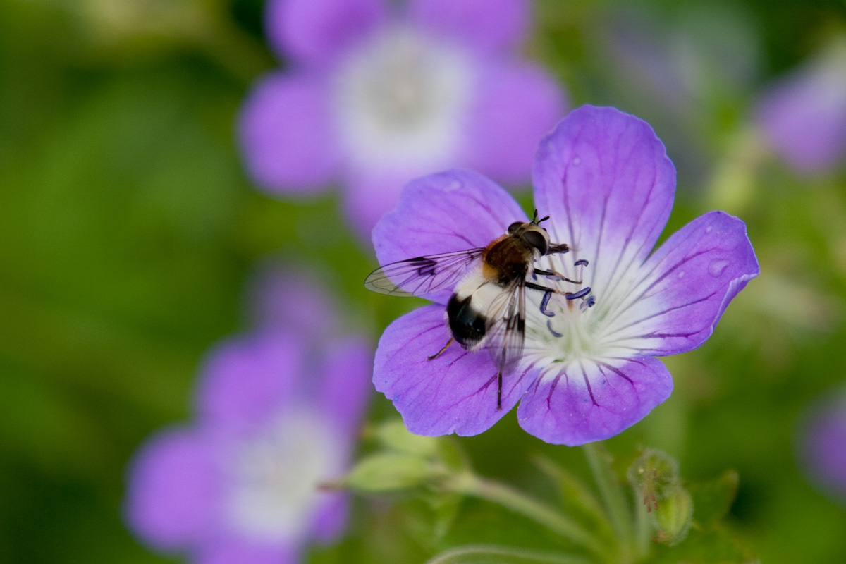 Syrphidae:Volucella pellucens