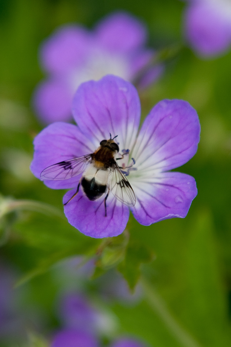 Syrphidae:Volucella pellucens