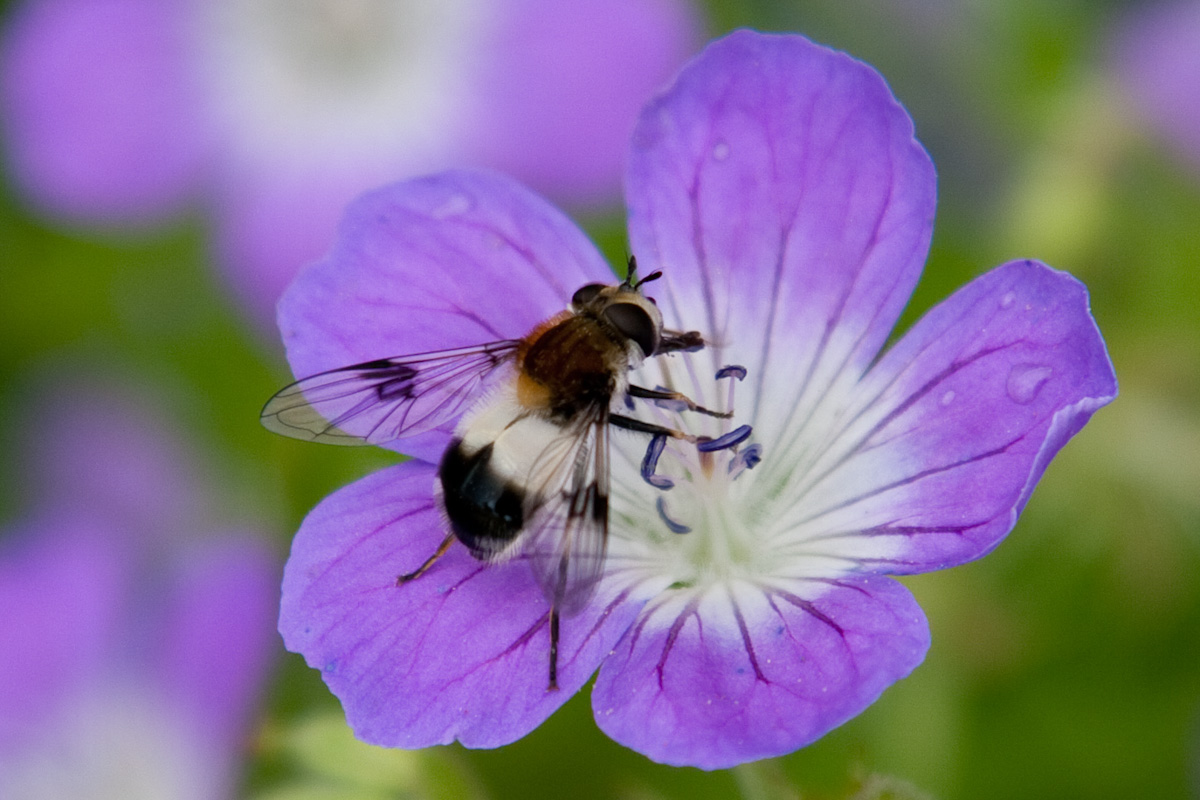 Syrphidae:Volucella pellucens