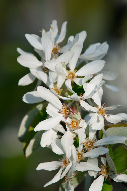 Amelanchier ovalis