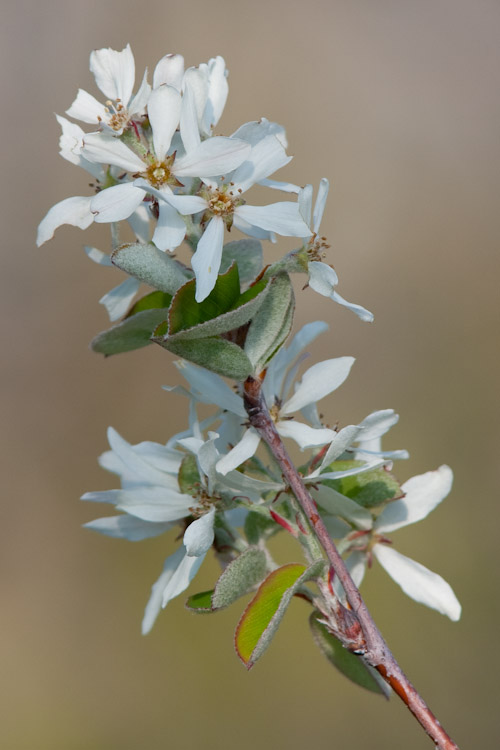 Amelanchier ovalis