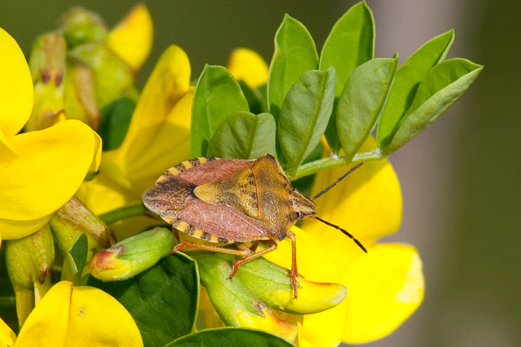 Pentatomidae: Carpocoris pudicus del Lago di Garda