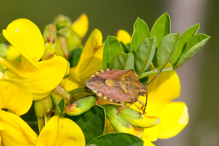 Pentatomidae: Carpocoris pudicus del Lago di Garda