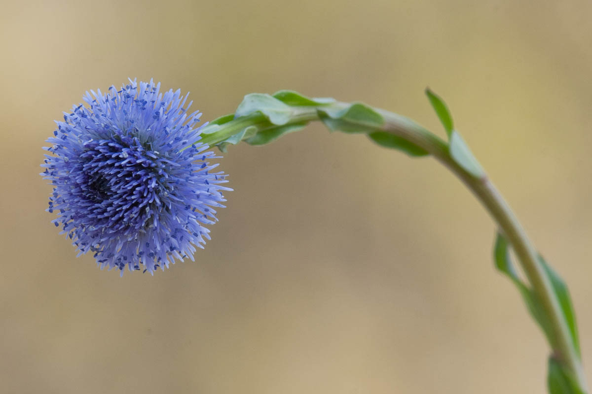 Globularia  bisnagarica (= Globularia punctata)