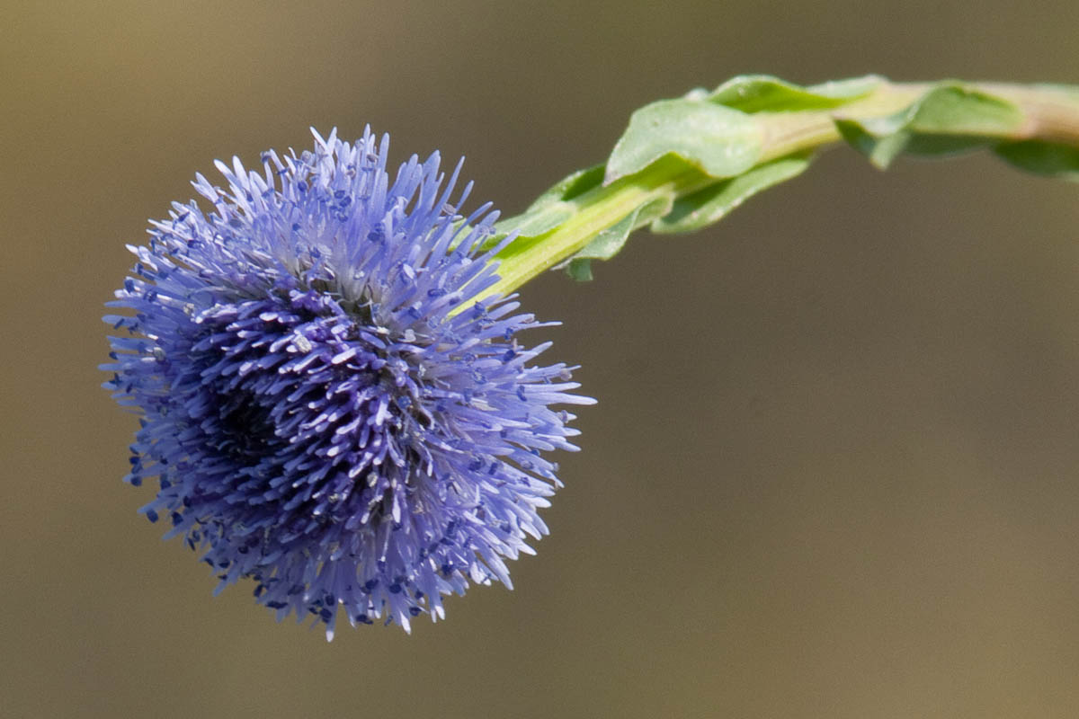 Globularia  bisnagarica (= Globularia punctata)