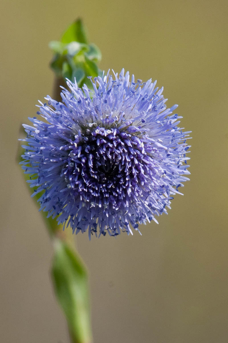 Globularia  bisnagarica (= Globularia punctata)