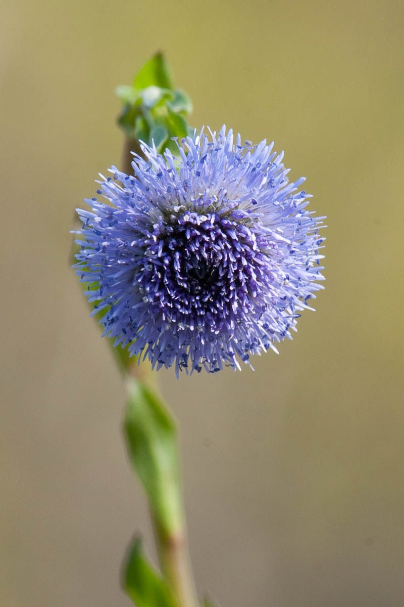 Globularia  bisnagarica (= Globularia punctata)