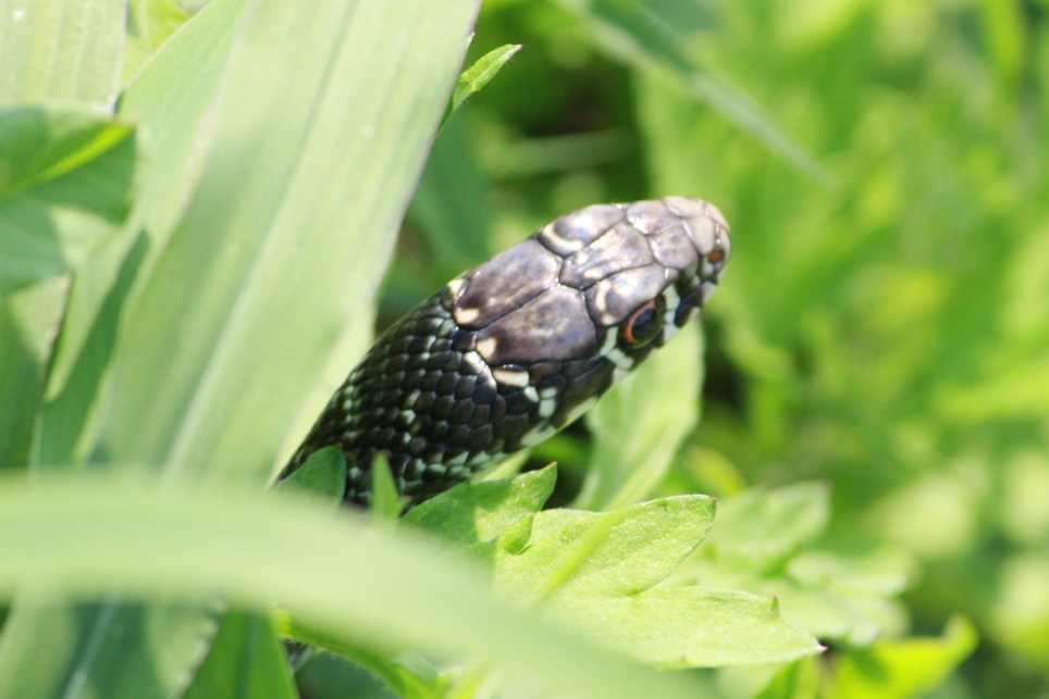 sapete dirmi che serpente ?