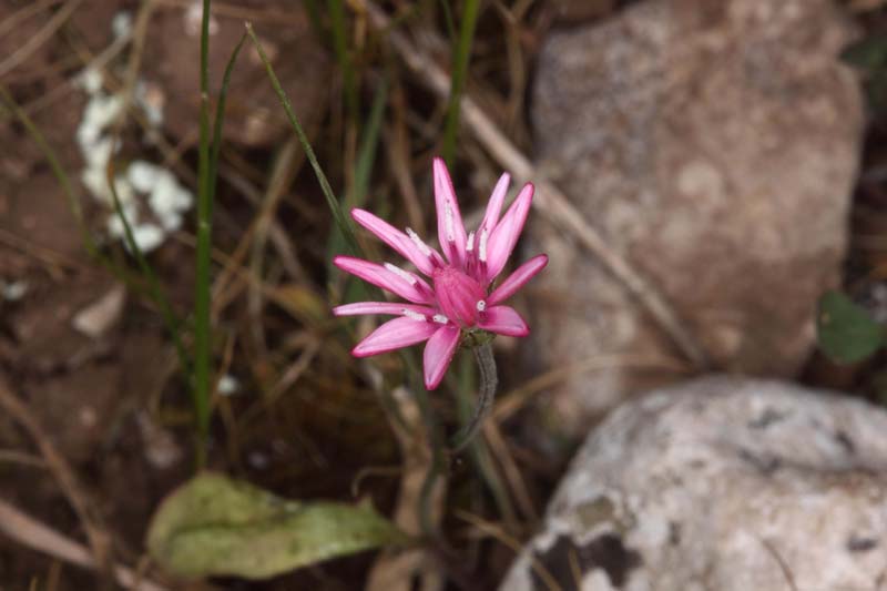 Sassifraga mediterranea ? no, Crepis rubra