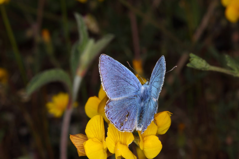 Identificazione Licenide